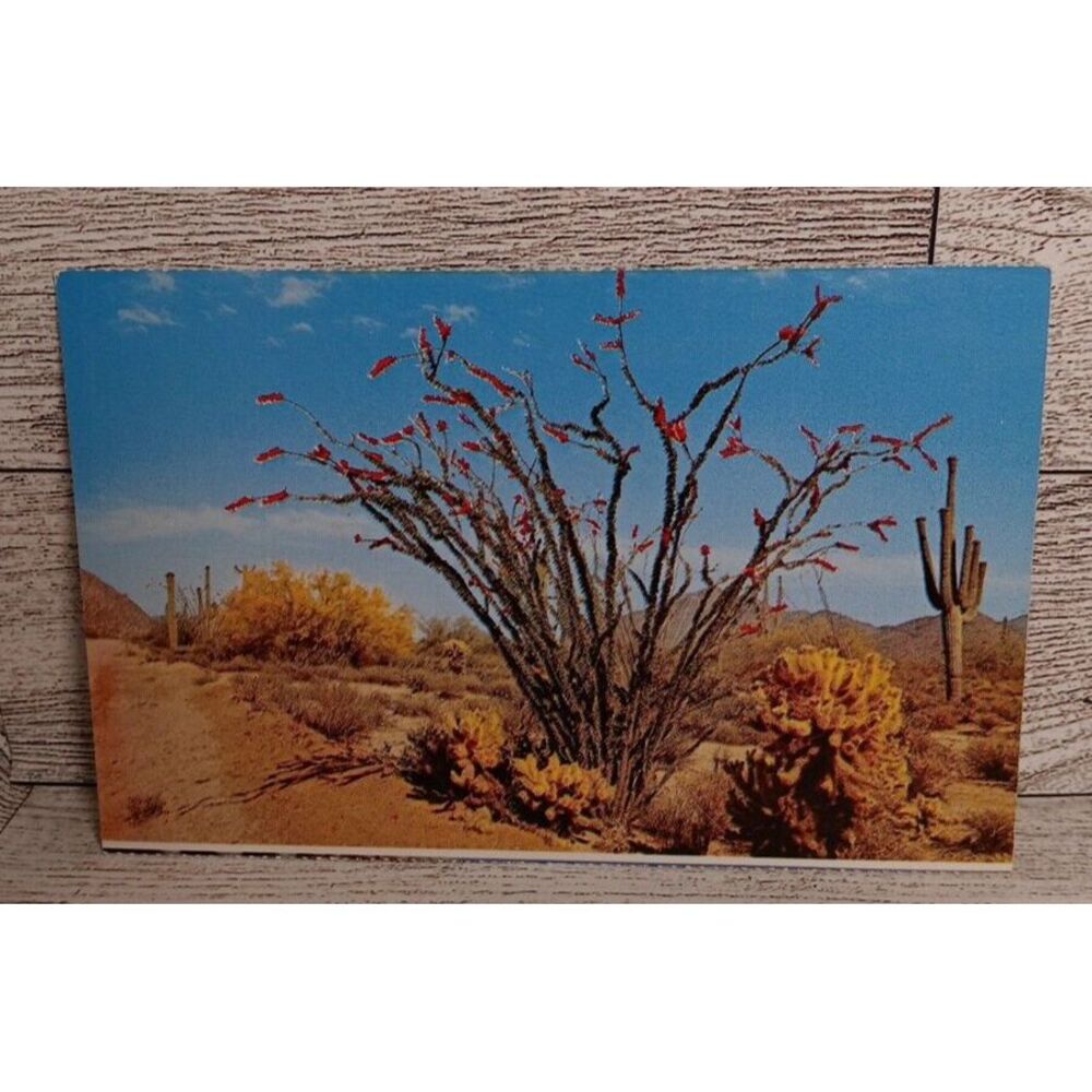 Vintage Postcard The Desert In Bloom‎ Ocotillo Arizona flower Ephemera Memories